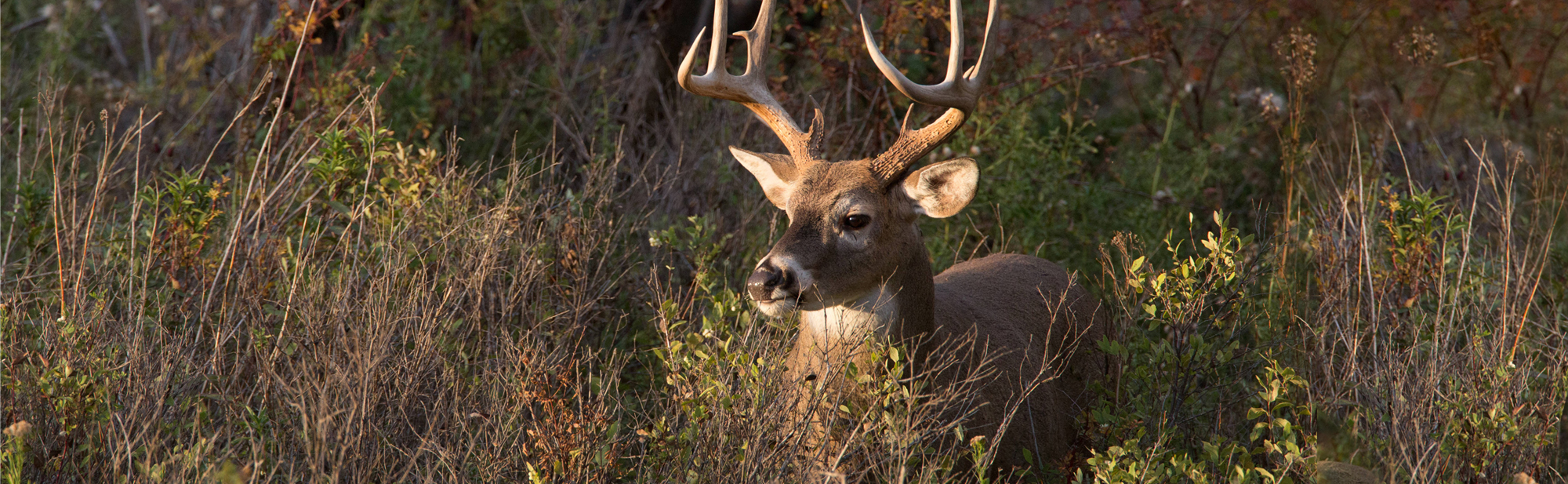 Free Youth Deer Hunting Weekend Kentucky Department of Fish & Wildlife